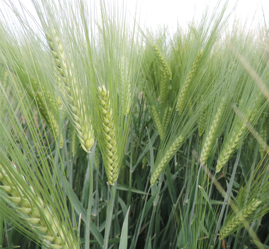 Mert (ARPA)