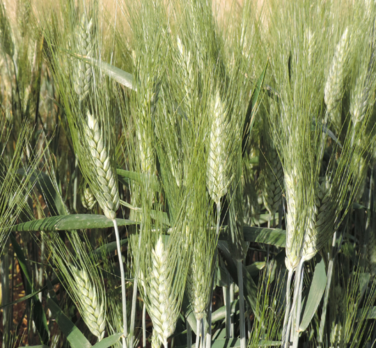 Perre (BUĞDAY)