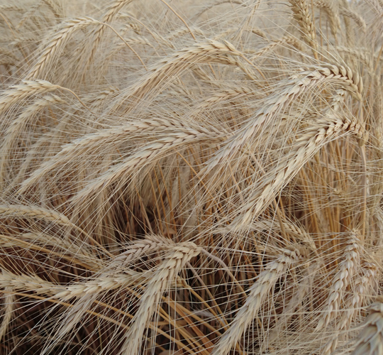 Vardem ( TRİTİKALE)