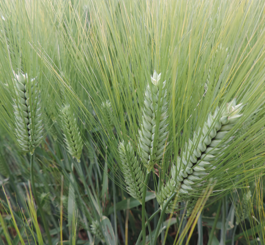 Akziyaret (ARPA)